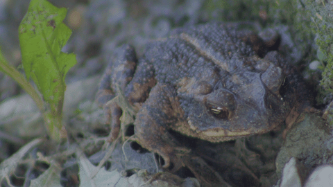 Toad blinking