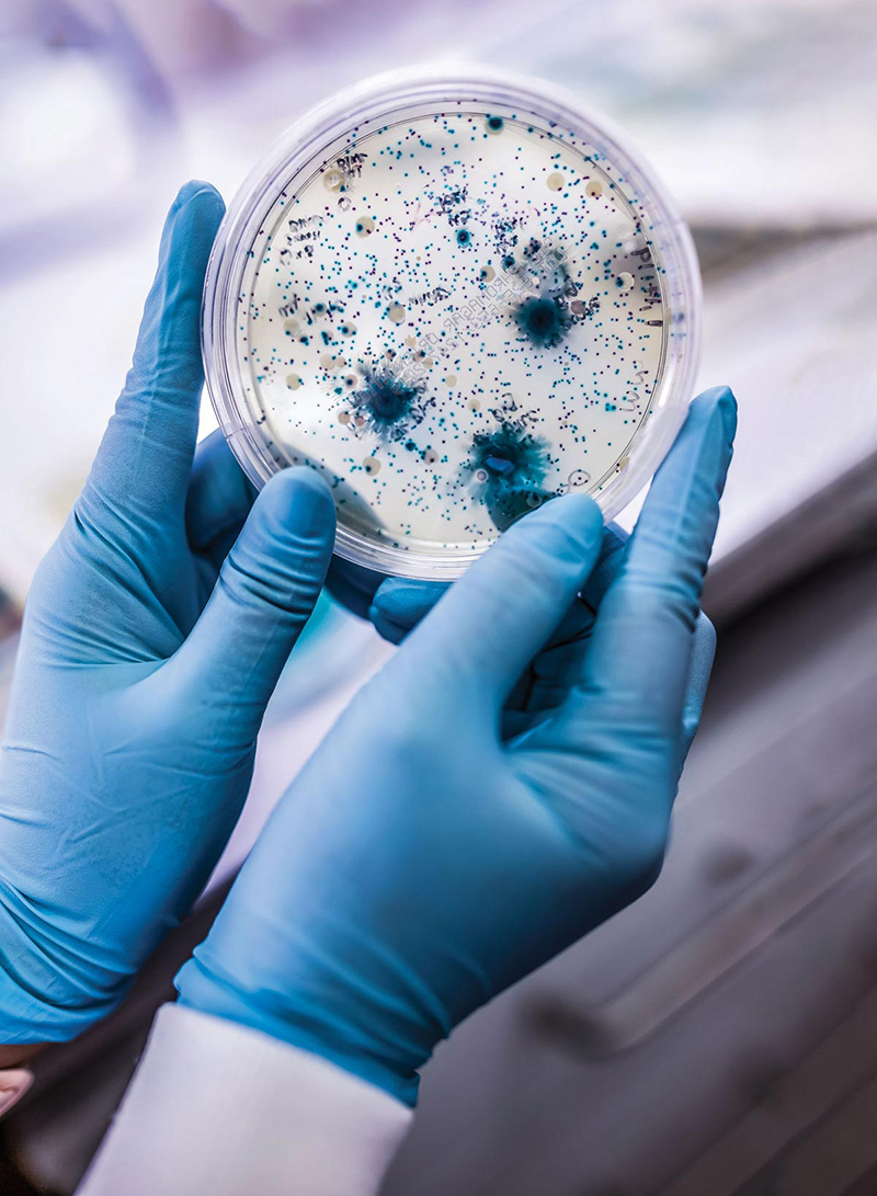 Gloved hands holding a Petri dish containing blue dots of bacteria.